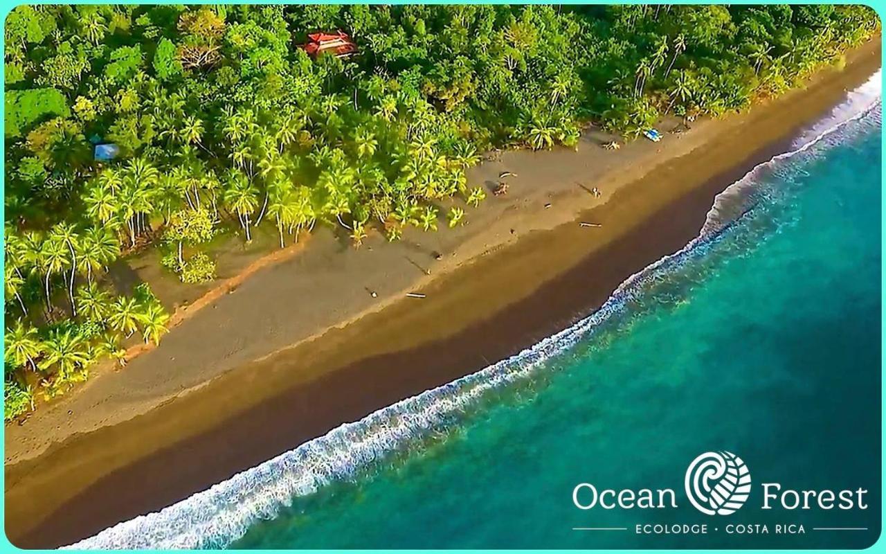 Ocean Forest Ecolodge San Pedrillo المظهر الخارجي الصورة