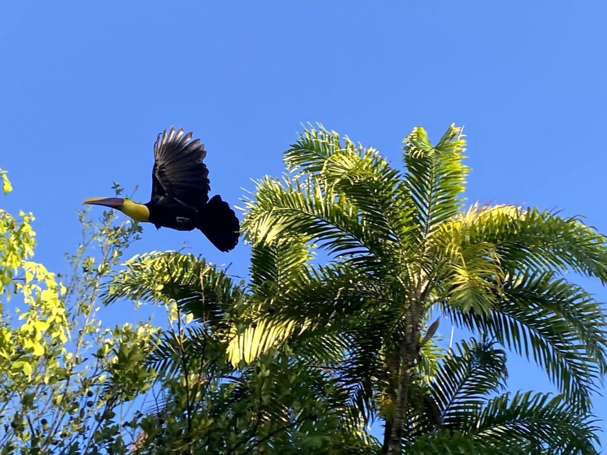 Ocean Forest Ecolodge San Pedrillo المظهر الخارجي الصورة
