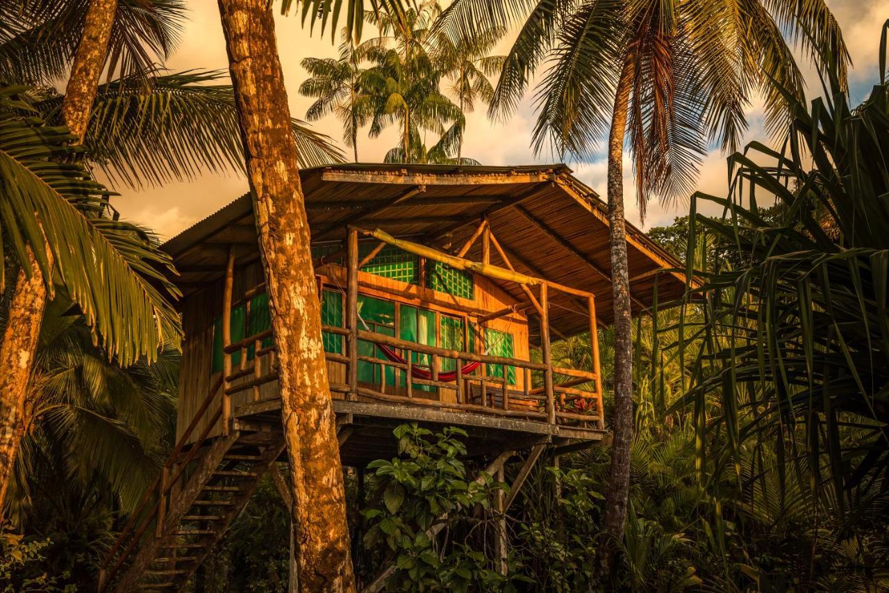 Ocean Forest Ecolodge San Pedrillo المظهر الخارجي الصورة