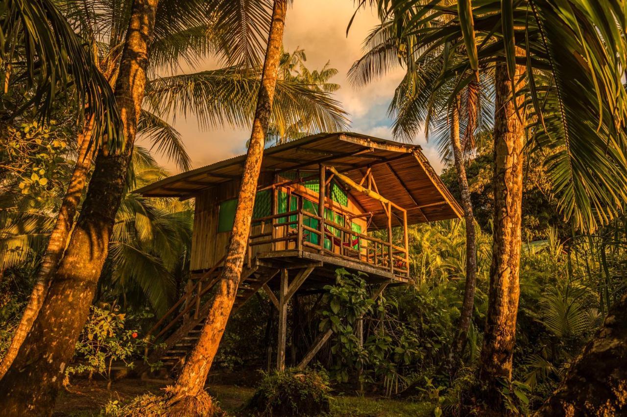 Ocean Forest Ecolodge San Pedrillo المظهر الخارجي الصورة
