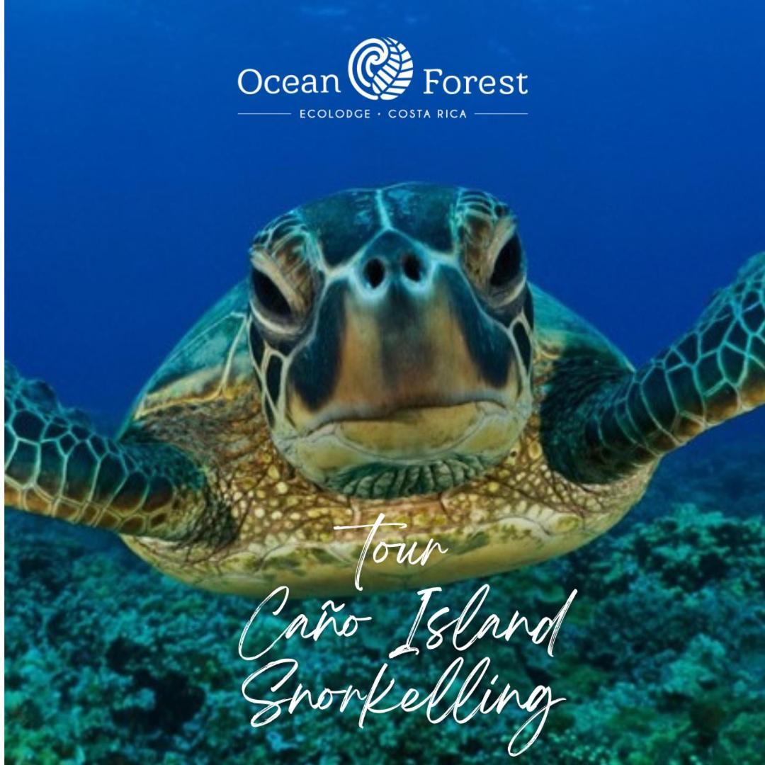 Ocean Forest Ecolodge San Pedrillo المظهر الخارجي الصورة
