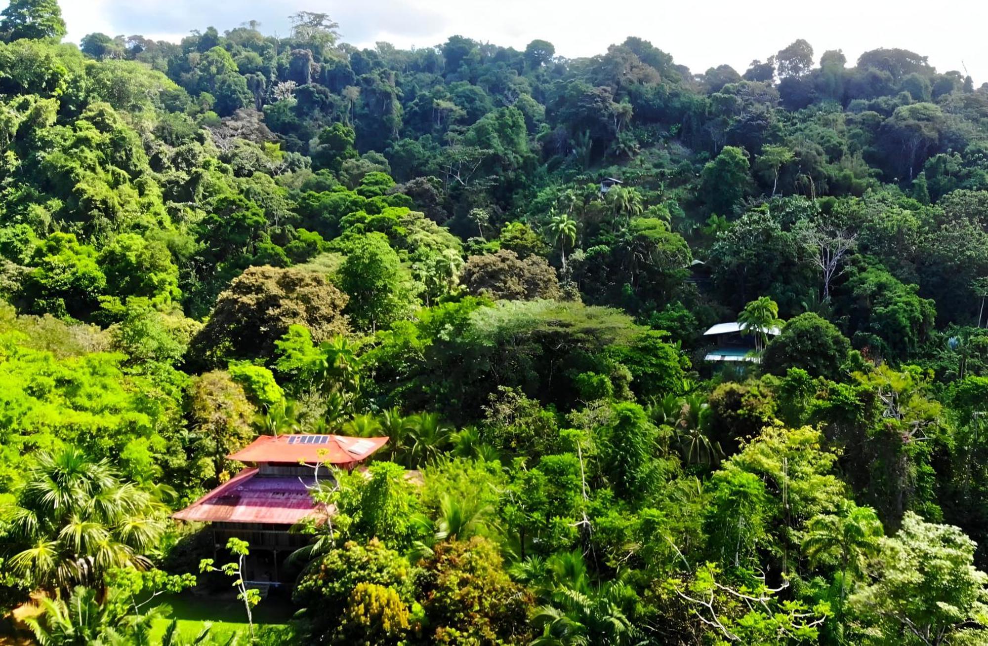 Ocean Forest Ecolodge San Pedrillo المظهر الخارجي الصورة
